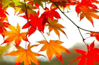 a picture of fall leaves which can clog gutters