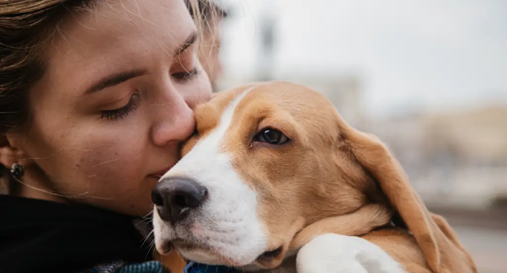 pet screening